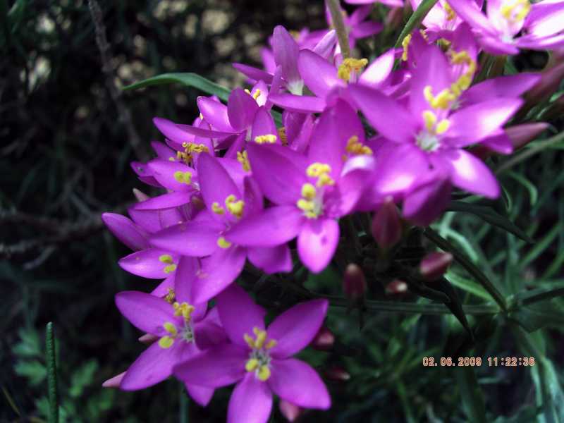 Centaurium erythraea